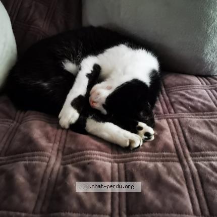 Photo de chat perdu à Floirac
