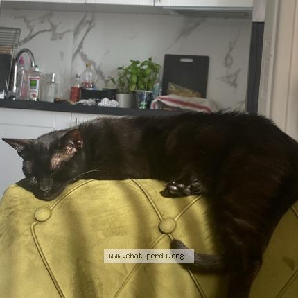 Photo 1/1 Chat retrouvé Perdu à Saint Maur Des Fosses