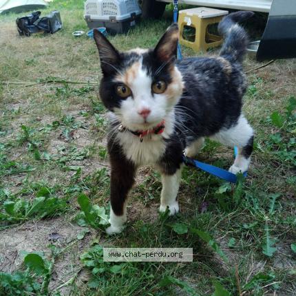 Photo 1/1 Chat retrouvé Trouvé à Les Nonieres Commune De Belsente