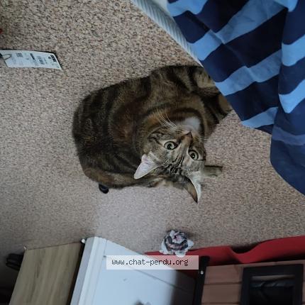 Photo 1/1 Chat retrouvé Trouvé à Lyon