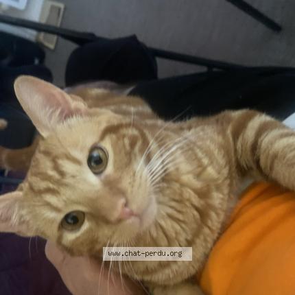 Photo 2/2 Chat retrouvé Perdu à Villemoisson Sur Orge
