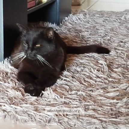 Photo de chat perdu à Culin