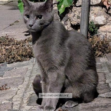 Photo 1/1 Chat retrouvé Trouvé à Vanves