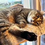 Photo de chat perdu à Plaisir