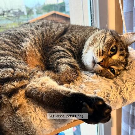 Photo 1/1 Chat retrouvé Perdu à Plaisir