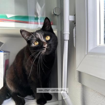 Photo 1/1 Kaido Chat perdu à Viry