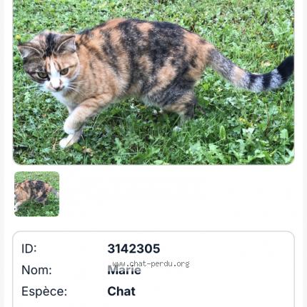 Photo 1/1 Marie Chat perdu à Chateau chervix