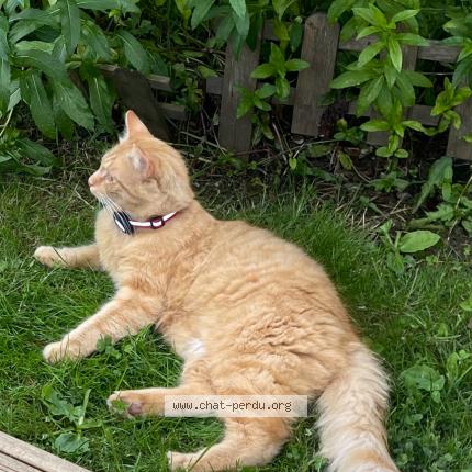 Photo de chat perdu à Mortcerf