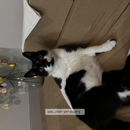 Photo 1/1 Obi Chat perdu à Wattrelos