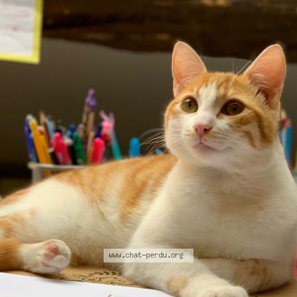 Photo 1/1 Tr&eacute;sor Chat perdu à Mezieres sur seine