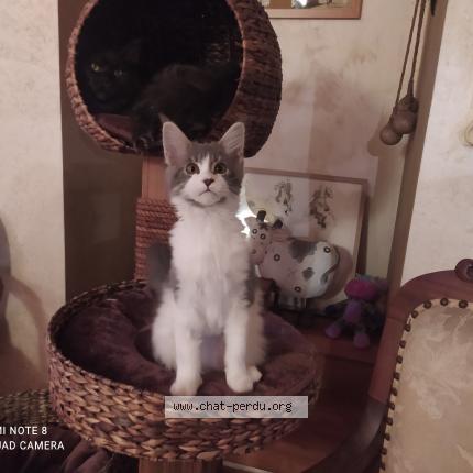Photo de chat perdu à Landevant