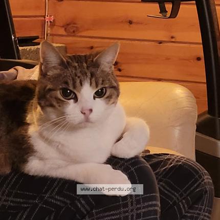 Photo de chat perdu à Sarzeau