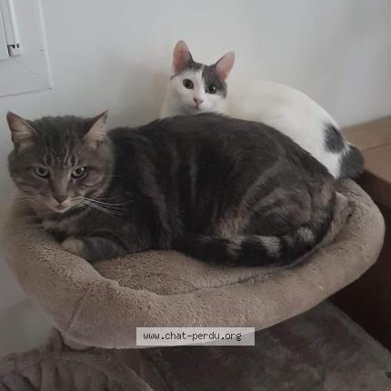Photo 1/1 Chat retrouvé Perdu à Carpentras Ils S