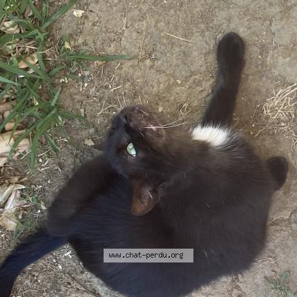 Photo de chat trouvé à Cap D Agde