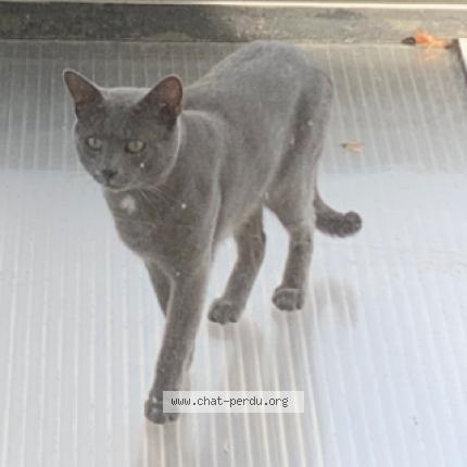 Photo de chat perdu à Villejuif