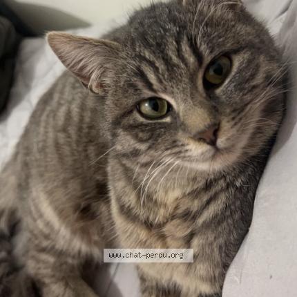 Photo 1/1 Şeker Chat perdu à Macon