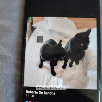 Photo 2/2 Chat retrouvé Perdu à Agde