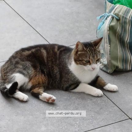 Photo de chat trouvé à Mesquer