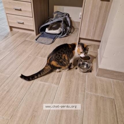 Photo 2/2 Chat retrouvé Perdu à Nimes