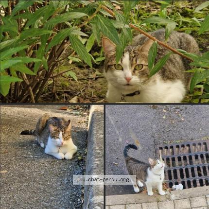 Photo de chat perdu à Bussy St Georges