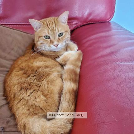Photo 1/1 Chat retrouvé Perdu à Les Sables D Olonne