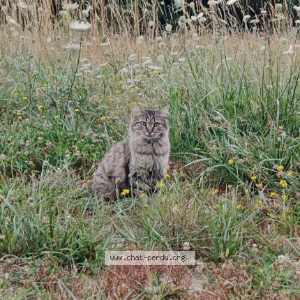 Photo 1/1 Chat retrouvé Perdu à Les Chatelliers Chateaumur