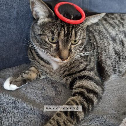 Photo 1/1 Chat retrouvé Perdu à Poissy