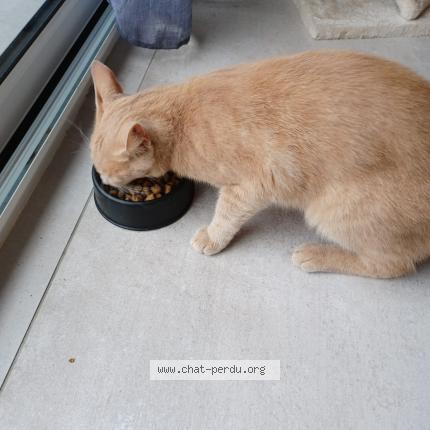 Photo 1/3 Simba Chat perdu à Fouesnant