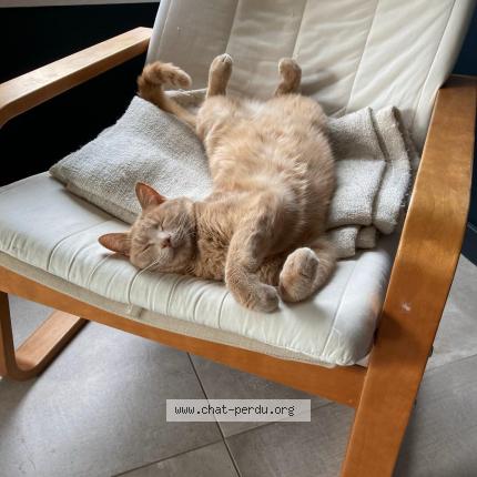 Photo 3/3 Simba Chat perdu à Fouesnant