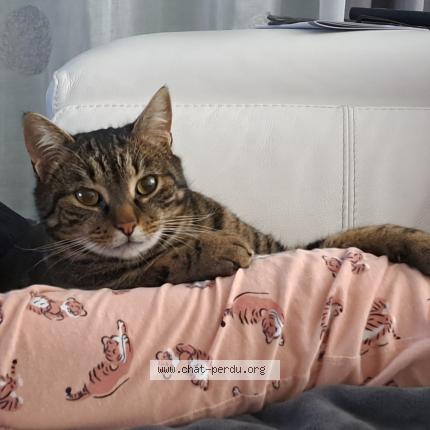 Photo de chat perdu à Le Plessis Grammoire