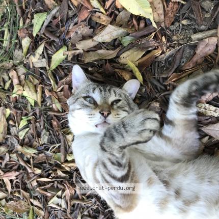 Photo de chat trouvé à Montgaillard En Albret