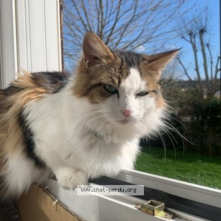Photo de chat perdu à Le Fauga