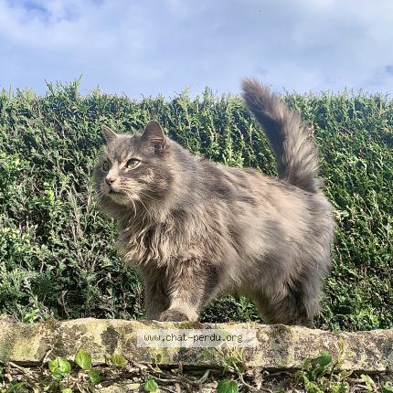 Photo de chat perdu à Beuzeville