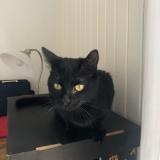 Photo de chat perdu à Saint Jacques De Thouars