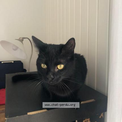 Photo 1/1 Chat retrouvé Perdu à Saint jacques de thouars