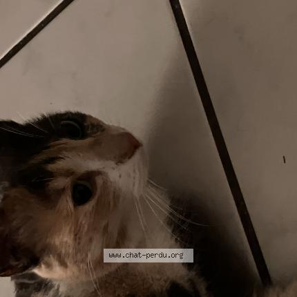 Photo 1/1 Chat retrouvé Trouvé à Clermont Ferrand