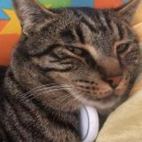 Photo de chat perdu à Montesson