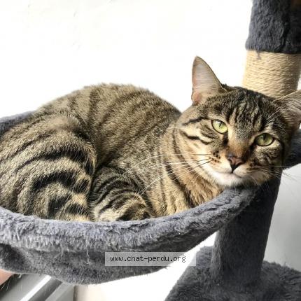 Photo 1/1 Chat retrouvé Perdu à Rosny Sous Bois