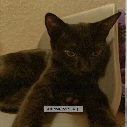 Photo de chat perdu à Banyuls Dels Aspres