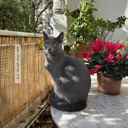 Photo 1/1 Chat retrouvé Perdu à Marseille