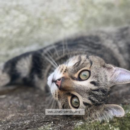 Photo de chat perdu à Vinneuf