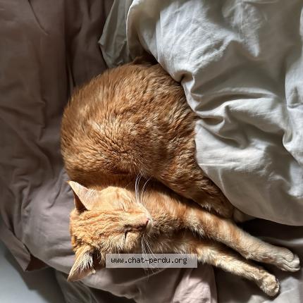 Photo 1/1 Chat retrouvé Perdu à Thonon Les Bains