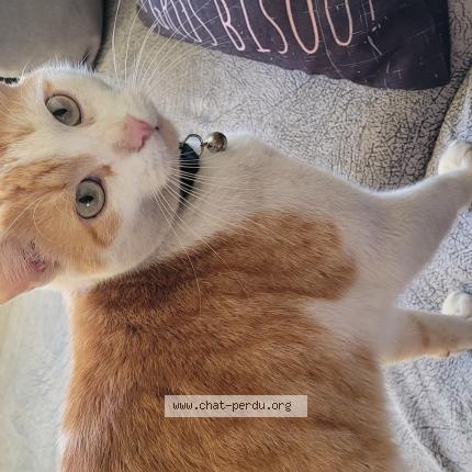 Photo de chat perdu à Brive La Gaillarde