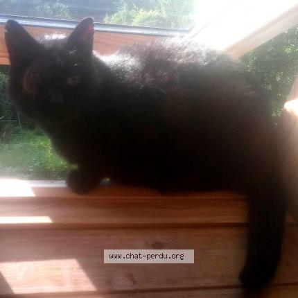 Photo 1/1 Chat retrouvé Perdu à Aubusson