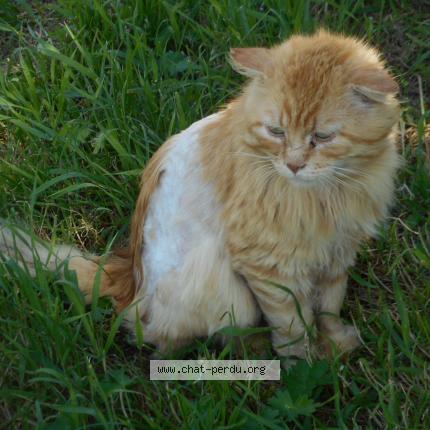 Photo de chat perdu à Villiers De Frontenay Sur Dive