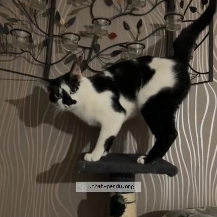 Photo 1/1 Chat retrouvé Perdu à Longwy