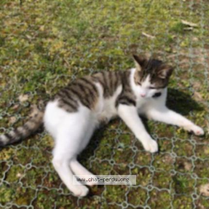 Photo 1/1 Chat retrouvé Perdu à Fouesnant