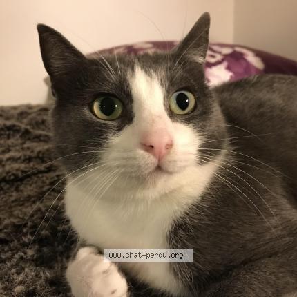 Photo 1/1 Choupette Chat perdu à Toulouse