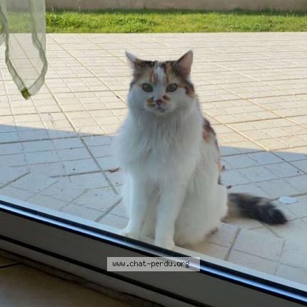 Photo de chat perdu à La Rochefoucauld