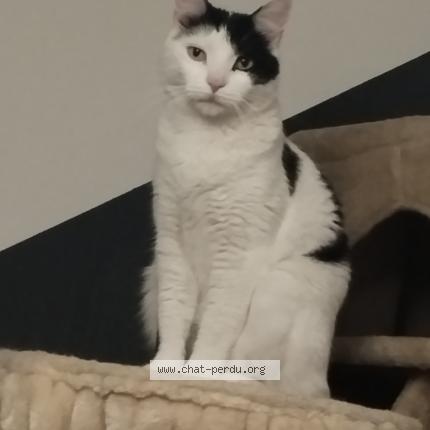 Photo 1/2 Chat retrouvé Perdu à Lyon
